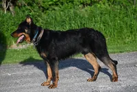Rose Beauceron Puppy, a female Beauceron for sale in Warsaw, NY – 5 of 5