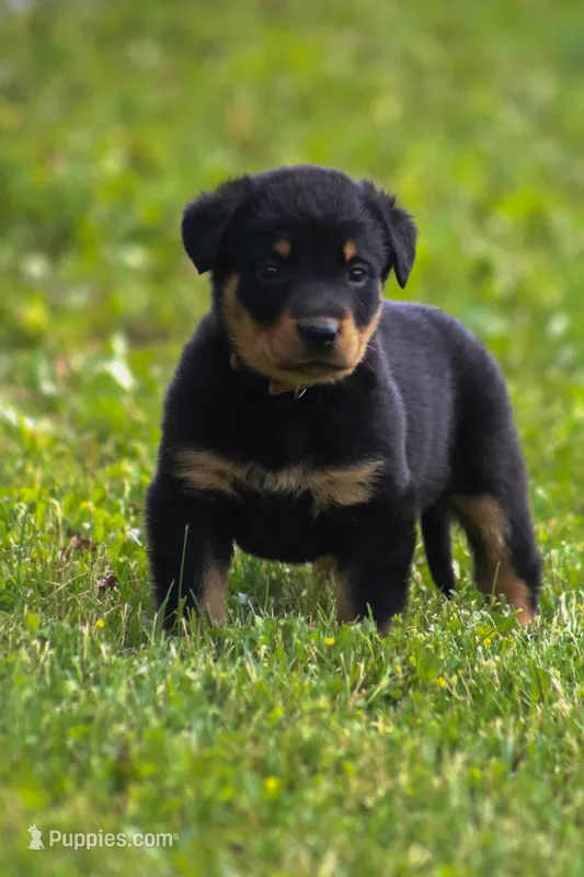Mabel Beauceron Puppy – Beauceron puppy for sale in Warsaw, NY