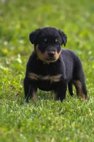 Mabel Beauceron Puppy, a female Beauceron for sale in Warsaw, NY – 1 of 5
