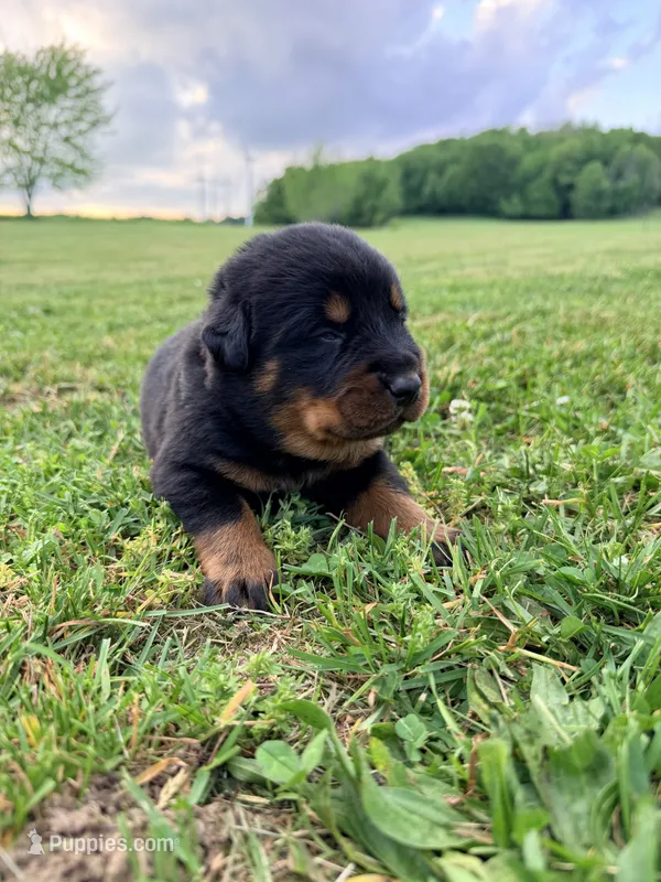 Rose Beauceron Puppy – Beauceron puppy for sale in Warsaw, NY