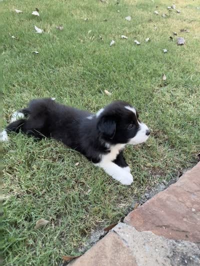 Ricky, a male Border Collie for sale in Rockwall, TX – 7 of 7
