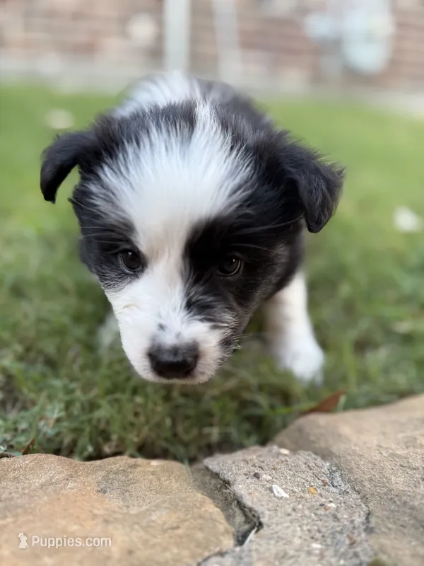 Scarlett – Border Collie puppy for sale in Rockwall, TX