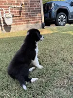 Harry, a male Border Collie for sale in Rockwall, TX – 2 of 2