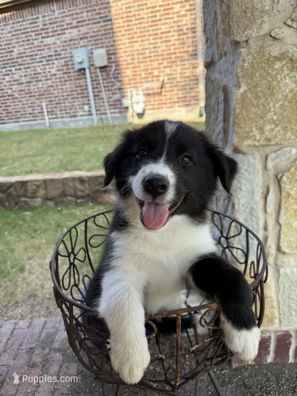 Ricky – Border Collie puppy for sale in Rockwall, TX