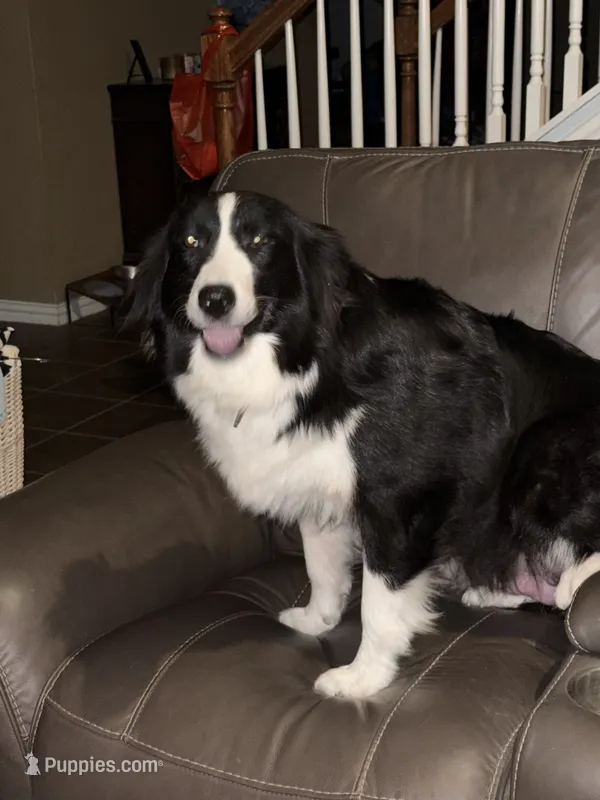 Lucy – Border Collie puppy for sale in Rockwall, TX
