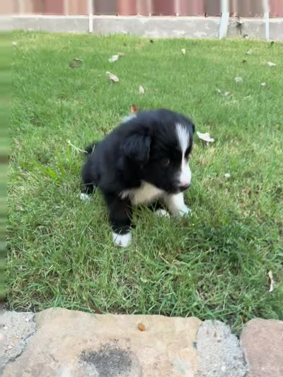 Lucy Lou, a female Border Collie for sale in Rockwall, TX – 6 of 6