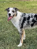 Sailor , a male Border Collie for sale in Rockwall, TX – 2 of 2