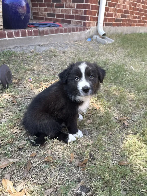 Bonnie Blue – Border Collie puppy for sale in Rockwall, TX