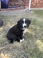 Bonnie Blue, a female Border Collie for sale in Rockwall, TX – 1 of 2
