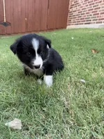 Lucy Lou, a female Border Collie for sale in Rockwall, TX – 4 of 6
