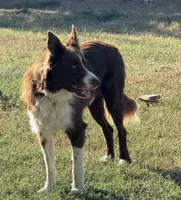 Hershey, a male Border Collie for sale in Rockwall, TX – 2 of 2