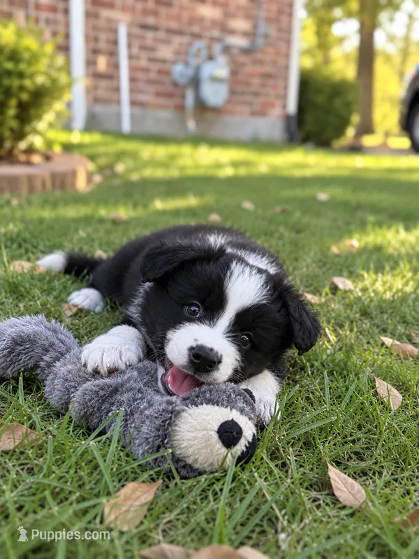 Simba – Border Collie puppy for sale in Rockwall, TX