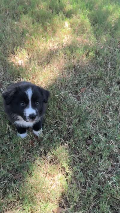 Bonnie Blue, a female Border Collie for sale in Rockwall, TX – 2 of 2