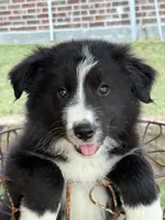 Harry, a male Border Collie for sale in Rockwall, TX – 1 of 2