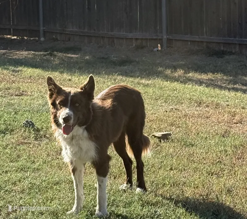 Hershey – Border Collie puppy for sale in Rockwall, TX