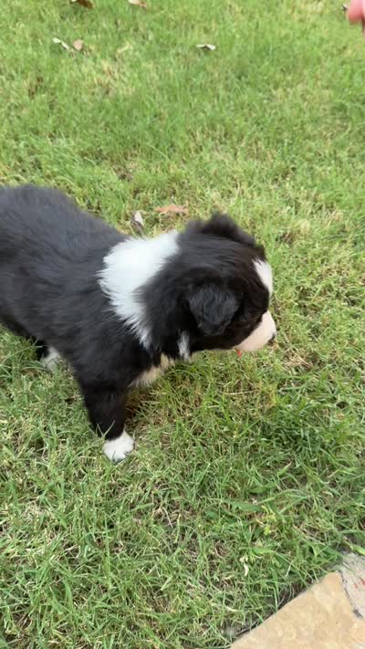 Harry, a male Border Collie for sale in Rockwall, TX – 6 of 6