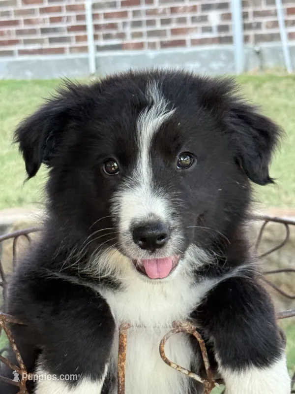 Bonnie Blue – Border Collie puppy for sale in Rockwall, TX