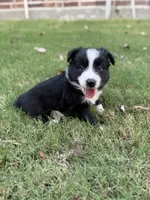 Harry, a male Border Collie for sale in Rockwall, TX – 3 of 6