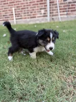 Crocket, a male Border Collie for sale in Rockwall, TX – 6 of 7