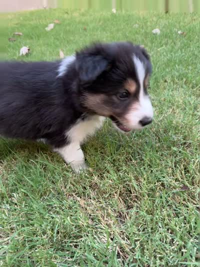 Crocket, a male Border Collie for sale in Rockwall, TX – 2 of 7