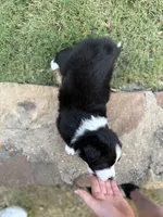 Harry, a male Border Collie for sale in Rockwall, TX – 5 of 6
