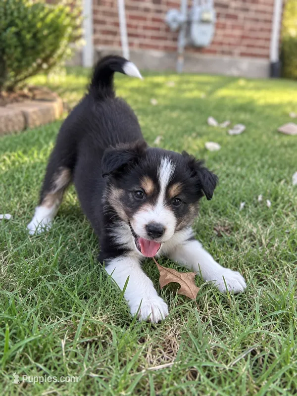Crocket – Border Collie puppy for sale in Rockwall, TX
