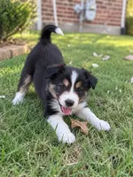 Crocket, a male Border Collie for sale in Rockwall, TX – 1 of 7