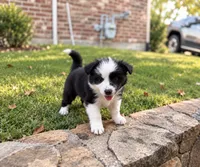 Scarlett, a female Border Collie for sale in Rockwall, TX – 4 of 4