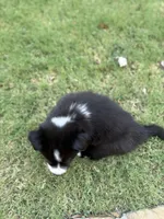 Ricky, a male Border Collie for sale in Rockwall, TX – 5 of 7
