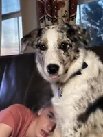 Sailor , a male Border Collie for sale in Rockwall, TX – 1 of 2