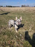 Luna, a female French Bulldog for sale in Bryan, OH – Photo 3 of 6