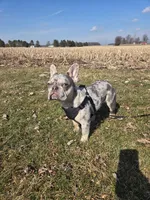 Luna, a female French Bulldog for sale in Bryan, OH – Photo 4 of 6