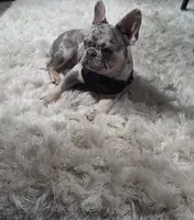 Luna, a female French Bulldog for sale in Bryan, OH – Photo 6 of 6