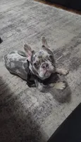 Luna, a female French Bulldog for sale in Bryan, OH – Photo 2 of 6