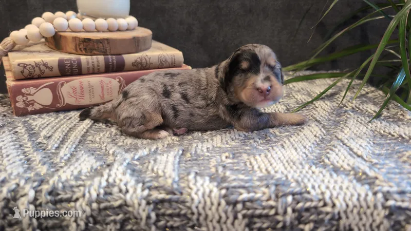 Clarice – Bernedoodle puppy for sale in Stillwater, MN