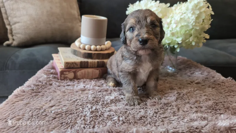 Alfred – Bernedoodle puppy for sale in Stillwater, MN