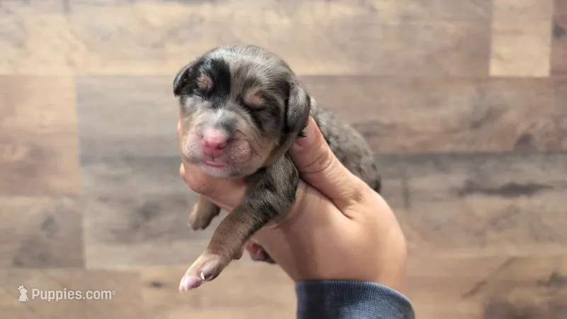 Clarice – Bernedoodle puppy for sale in Stillwater, MN