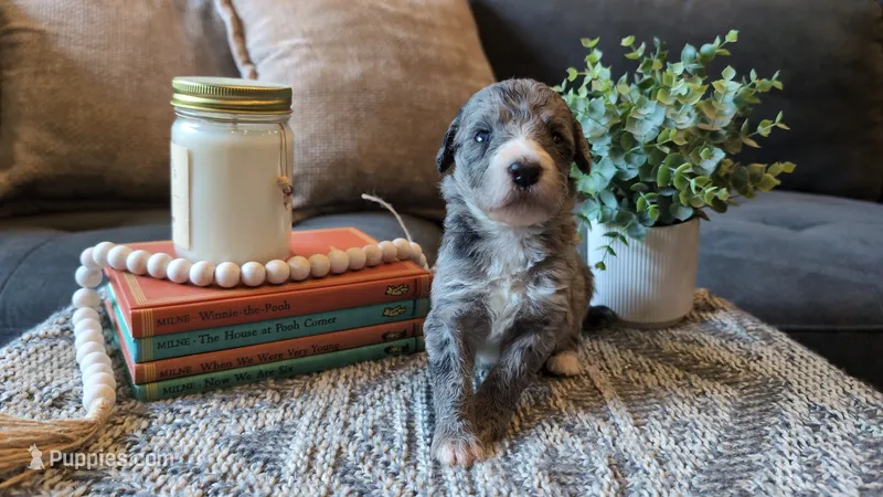 Pearl – Bernedoodle puppy for sale in Stillwater, MN