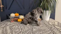 Wally, a male Bernedoodle for sale in Stillwater, MN – 4 of 4