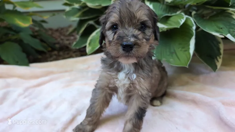 Alfred – Bernedoodle puppy for sale in Stillwater, MN