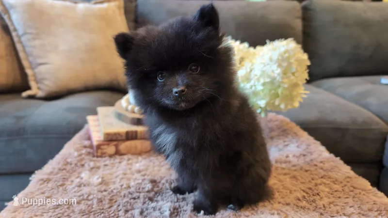Ruby – Pomeranian puppy for sale in Stillwater, MN