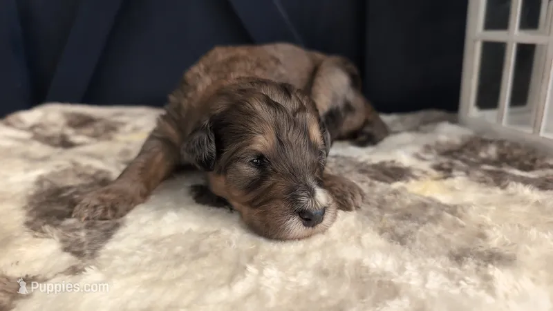 Alfred – Bernedoodle puppy for sale in Stillwater, MN