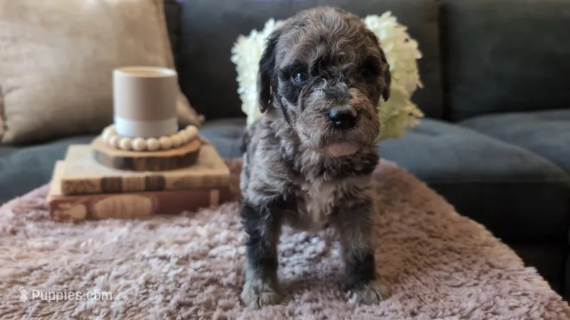 Linus – Bernedoodle puppy for sale in Stillwater, MN