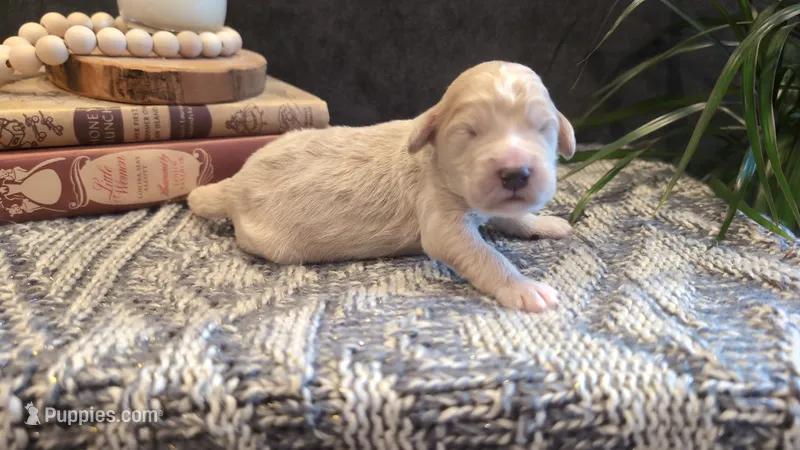 Joey – Bernedoodle puppy for sale in Stillwater, MN