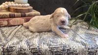 Joey, a male Bernedoodle for sale in Stillwater, MN – 1 of 5