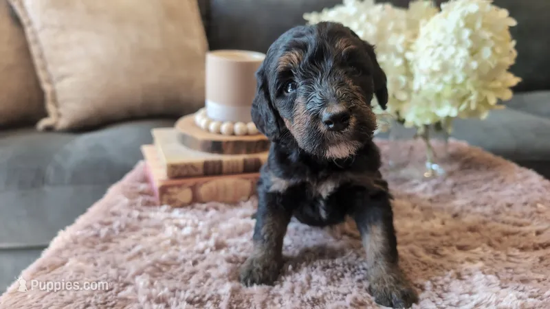 Ada – Bernedoodle puppy for sale in Stillwater, MN