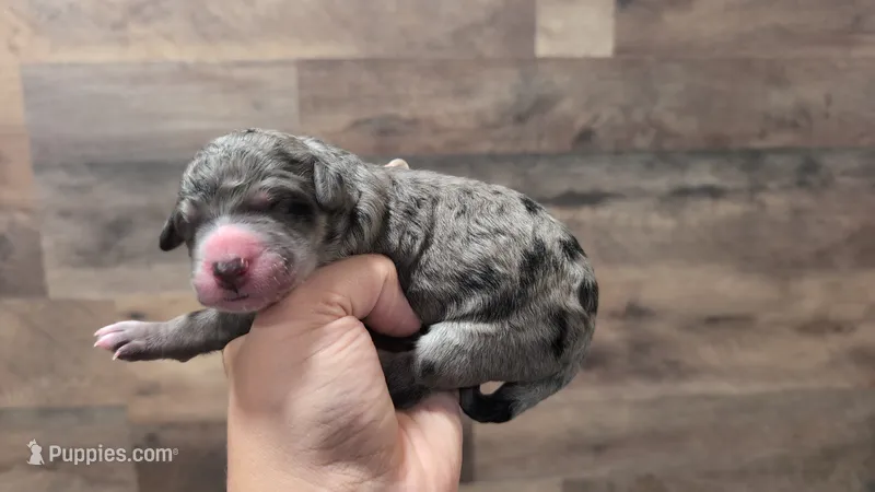 Pearl – Bernedoodle puppy for sale in Stillwater, MN