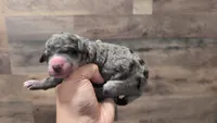Pearl, a female Bernedoodle for sale in Stillwater, MN – 1 of 4