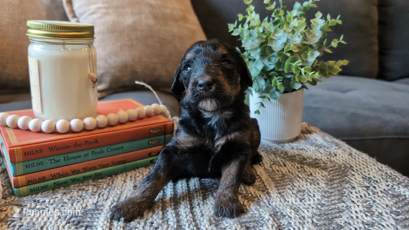 Ada – Bernedoodle puppy for sale in Stillwater, MN