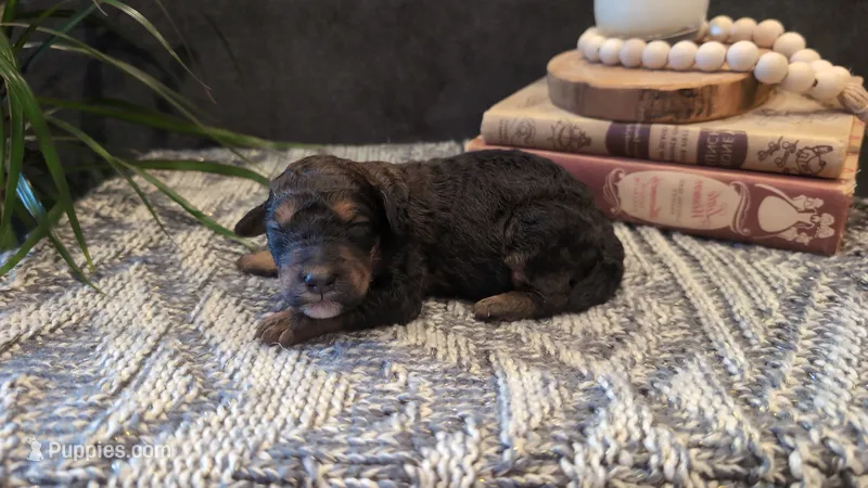 Jack – Bernedoodle puppy for sale in Stillwater, MN